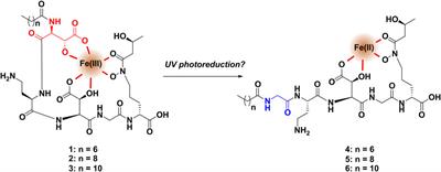 Comparative metabolomic profiling of Cupriavidus necator B-4383 revealed production of cupriachelin siderophores, one with activity against Cryptococcus neoformans